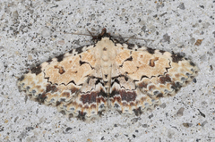 Sandava scitisignata