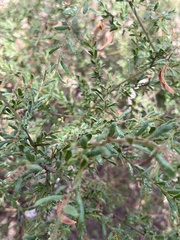 Acacia aspera
