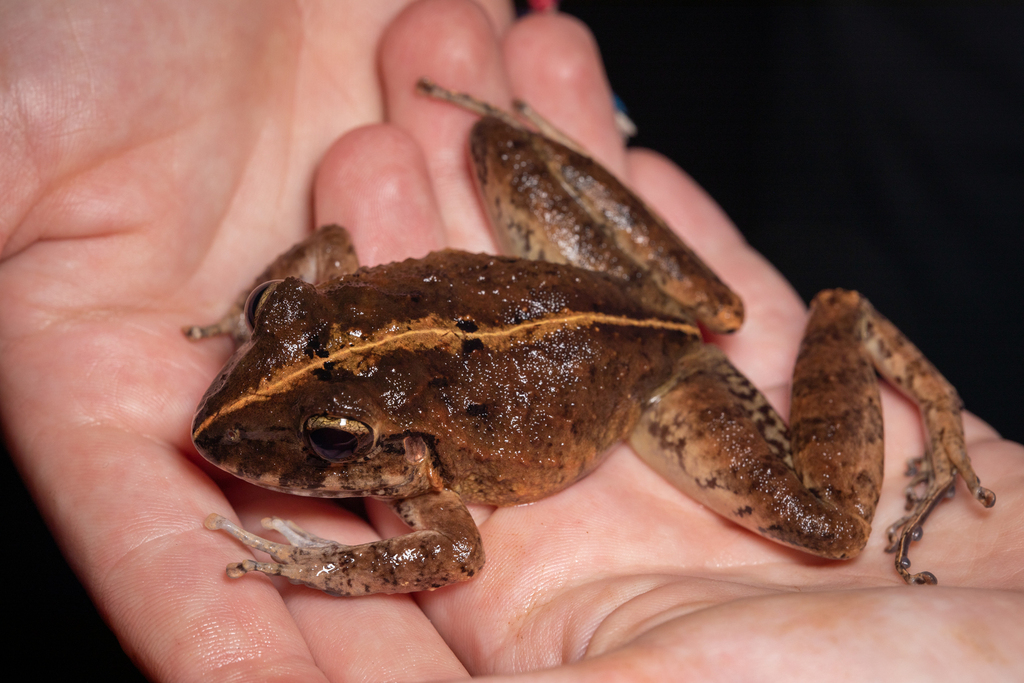 Long-Legged Streamfrog