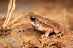 Incilius valliceps