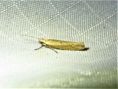 Ypsolopha