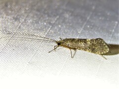 Hydropsychinae
