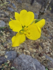 Senna pallida