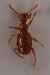 Pselaptrichus