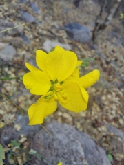 Senna pallida