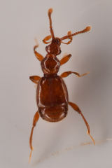 Pselaptrichus