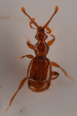 Pselaptrichus