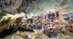 Aploactisoma milesii