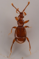Pselaptrichus