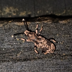 Xylinadini