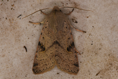 Orthosia behrensiana
