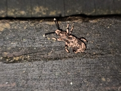 Xylinadini