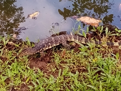 Varanus salvator salvator