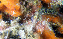 Parablennius postoculomaculatus