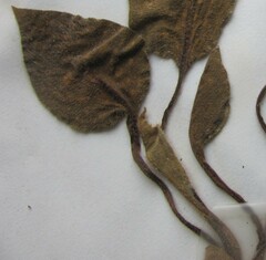 Pulmonaria saccharata