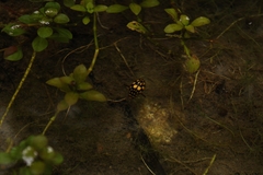 Thermonectus marmoratus