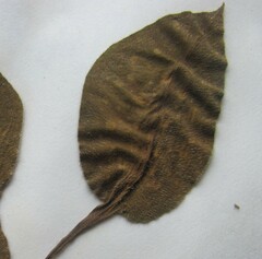 Pulmonaria saccharata