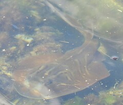 Trygonorrhina dumerilii