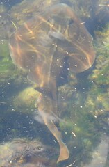 Trygonorrhina dumerilii