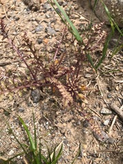 Pedicularis centranthera