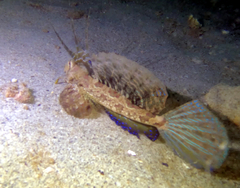 Dactylopus dactylopus