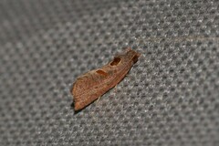 Glyphidoptera insignana