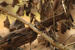 Pheugopedius maculipectus