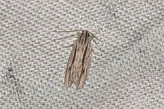 Leistarcha scitissimella