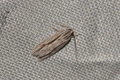 Leistarcha scitissimella