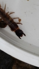 Archichauliodes diversus