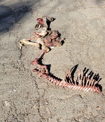 Odocoileus hemionus californicus