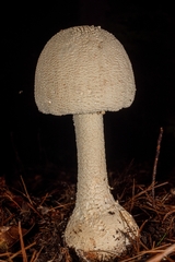 Amanita rhopalopus