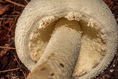 Amanita rhopalopus
