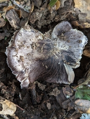 Tricholoma griseoviolaceum