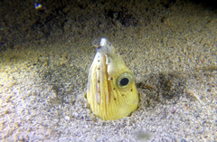 Ophichthus altipennis