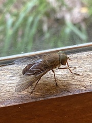 Tabanidae