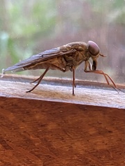Tabanidae