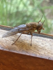 Tabanidae