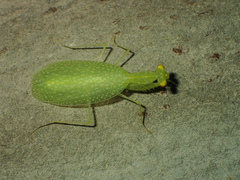 Tropidomantis