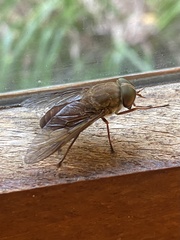 Tabanidae