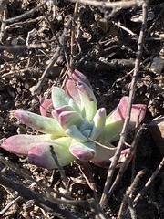 Dudleya