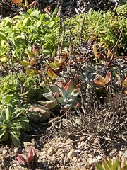 Dudleya