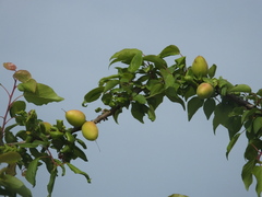 Prunus armeniaca