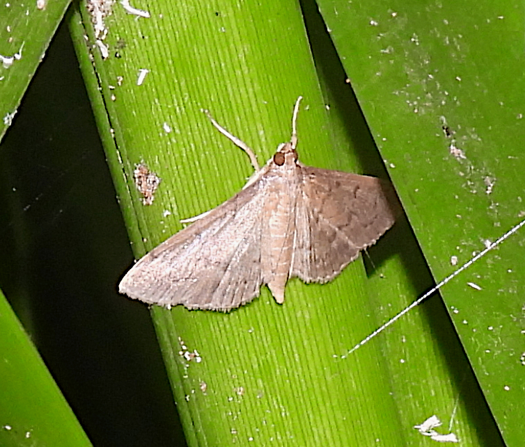 Grass Webworm Moth From Dowse Lagoon Sandgate QLD Australia On   Large 