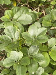 Heptapleurum ellipticum