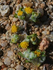 Eriophyllum pringlei