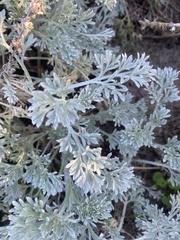 Artemisia pycnocephala