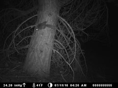 Glaucomys oregonensis