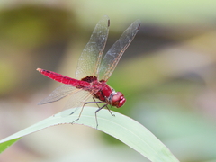 Urothemis aliena