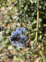 Ceanothus thyrsiflorus thyrsiflorus